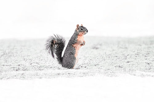 Squirrel Standing On Snowy Patch Of Grass (Orange Tint Photo)