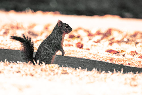 Squirrel Standing Upwards On Hind Legs (Orange Tint Photo)