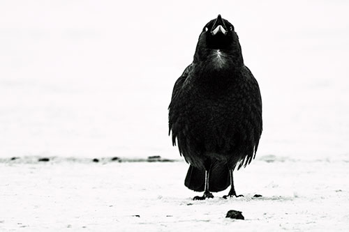 Standing Crow Cawing Loudly (Orange Tint)