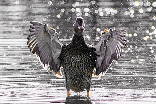 Standing Mallard Duck Flapping Wings Among Shore (Orange Tint)
