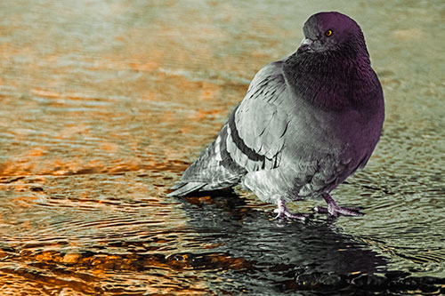 Standing Pigeon Gandering Atop River Water (Orange Tint)