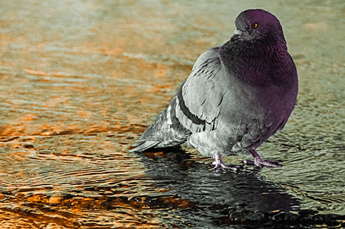 Standing Pigeon Gandering Atop River Water (Orange Tint Photo)