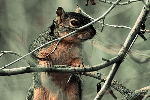 Standing Squirrel Peeking Over Tree Branch (Orange Tint Photo)