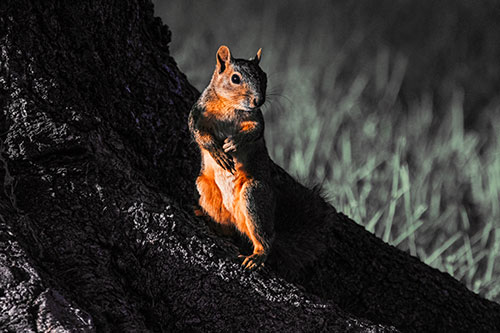 Standing Squirrel Poses Among Sloping Tree Stump (Orange Tint)