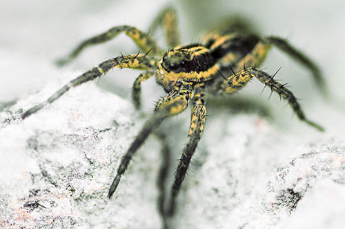 Standing Wolf Spider Guarding Rock Top (Orange Tint Photo)