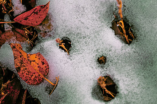 Stem Shocked Snow Face Among Fallen Leaves (Orange Tint Photo)