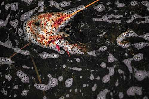 Stick Impales River Bubble Face Through Eye (Orange Tint Photo)