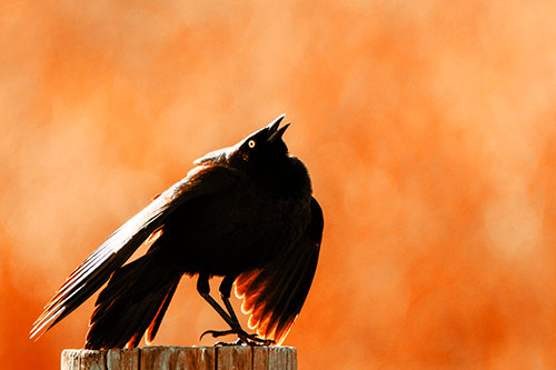 Stomping Grackle Croaking Atop Wooden Fence Post (Orange Tint Photo)