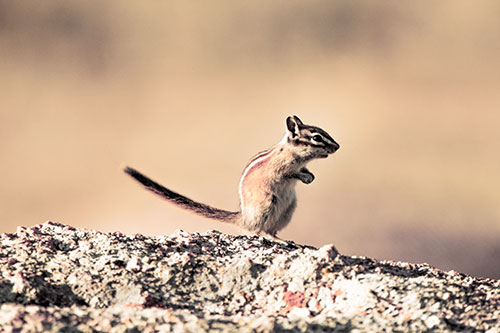 Straight Tailed Standing Chipmunk Clenching Paws (Orange Tint)
