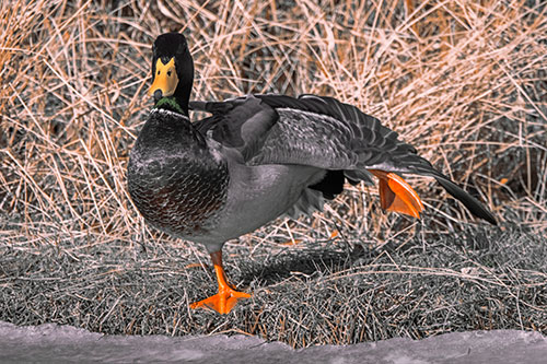 Stretching Mallard Duck Along Icy River Shoreline (Orange Tint Photo)