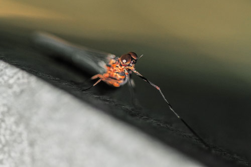 Stretching Mayfly Relaxing Among Shade (Orange Tint)