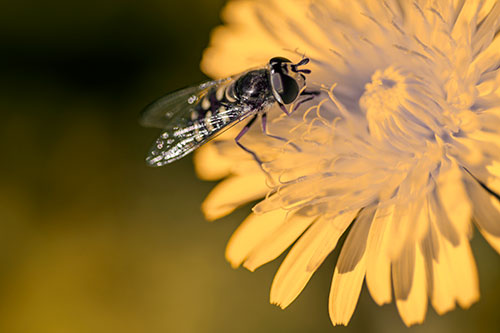 Striped Hoverfly Pollinating Flower (Orange Tint Photo)