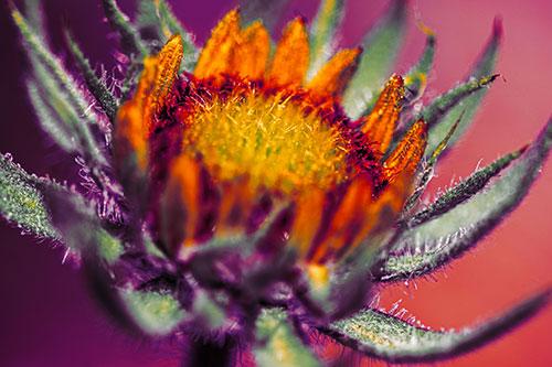 Sunflower Bud Unfurling Towards Sunlight (Orange Tint Photo)