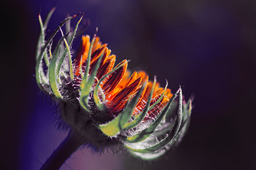 Sunlight Enters Spiky Unfurling Sunflower Bud (Orange Tint Photo)