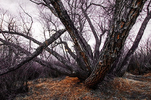 Sunlight Peeking Through Twisting Tree Trunks (Orange Tint)