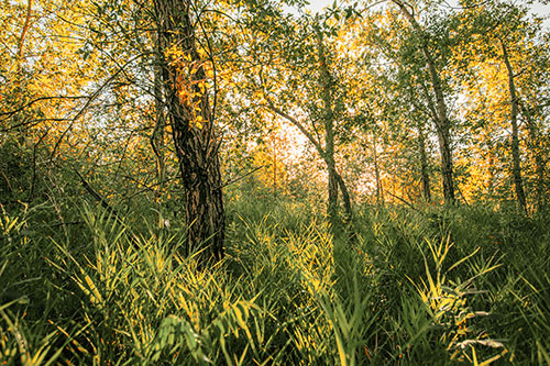 Sunrise Casts Forest Tree Shadows (Orange Tint Photo)