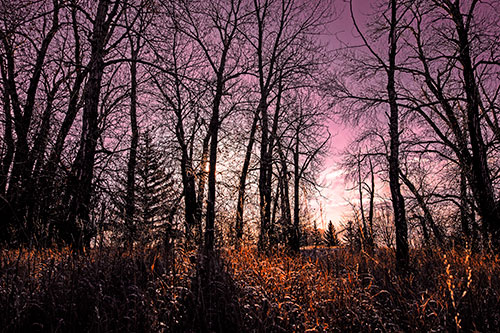 Sunrise Through Snow Covered Trees (Orange Tint Photo)