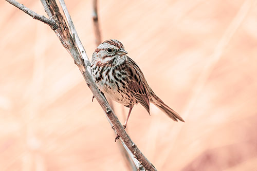 Surfing Song Sparrow Rides Tree Branch (Orange Tint Photo)