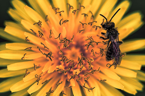 Sweat Bee Collecting Dandelion Pollen (Orange Tint Photo)