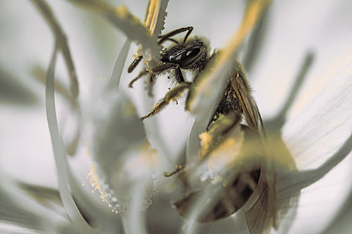 Sweat Bee Collecting Pollen Off Primrose Flower (Orange Tint)