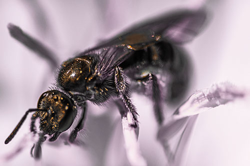 Sweat Bee Enjoying Primrose Flower Pollen (Orange Tint)