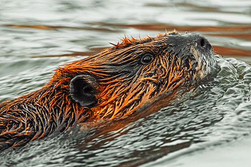 Swimming Beaver Keeping Head Above Water (Orange Tint Photo)
