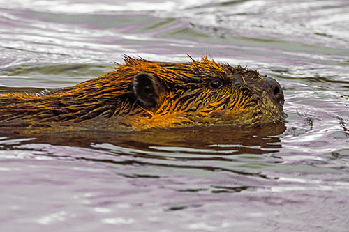 Swimming Beaver Patrols River Surroundings (Orange Tint Photo)