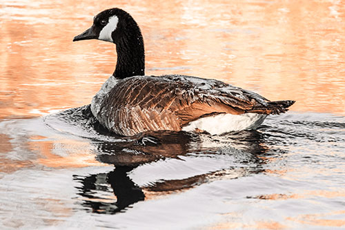 Swimming Goose Ripples Through Water (Orange Tint Photo)