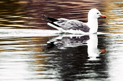 Swimming Seagull Lake Water Reflection (Orange Tint Photo)