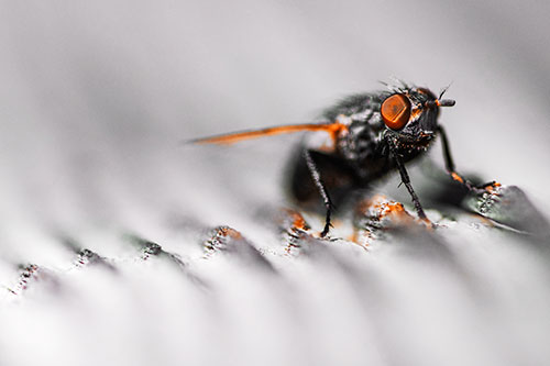 Tachinid Fly Poses Among Grooved Wood (Orange Tint)