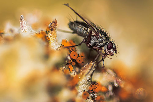Tachinid Fly Terrorizing Aphids Among Milkweed Pod (Orange Tint)
