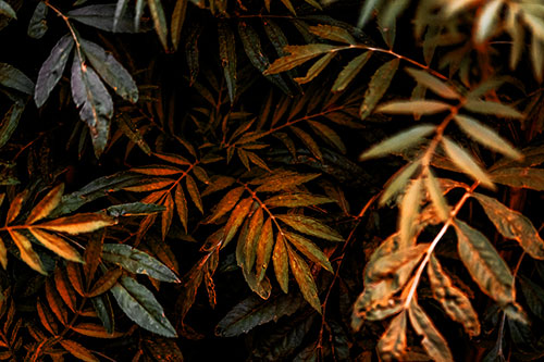 Tattered Fern Plants Emerge From Darkness (Orange Tint Photo)
