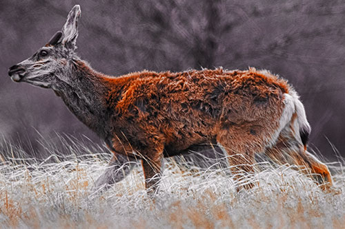 Tense Faced Mule Deer Wanders Among Blowing Grass (Orange Tint Photo)