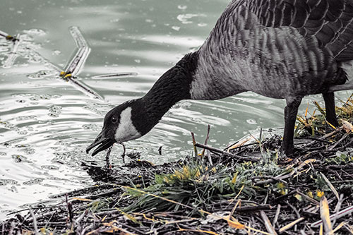 Thirsty Canadian Goose Drinking Water Along Shore (Orange Tint)