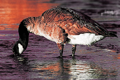 Thirsty Goose Drinking Ice River Water (Orange Tint Photo)