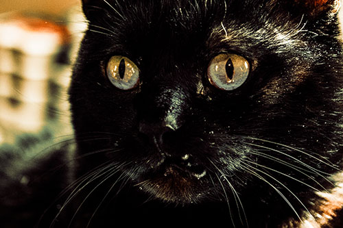 Thirsty Wide Eyed Black Cat (Orange Tint)