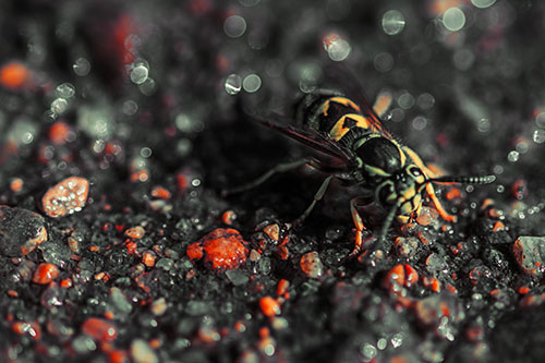 Thirsty Yellowjacket Wasp Among Soaked Sparkling Rocks (Orange Tint Photo)