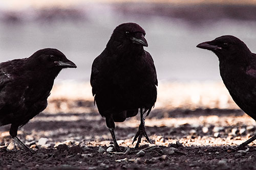 Three Crows Plotting Their Next Move (Orange Tint Photo)