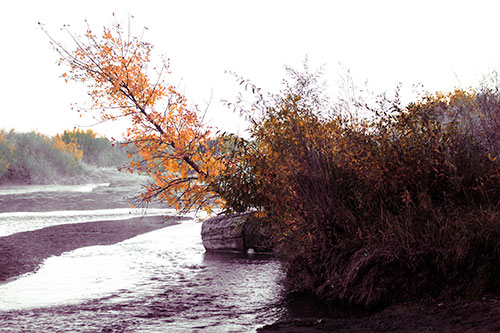 Tilted Fall Tree Over Flowing River (Orange Tint Photo)