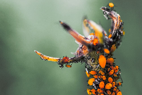Tiny Aphids Gathered Among Milkweed Claw (Orange Tint)