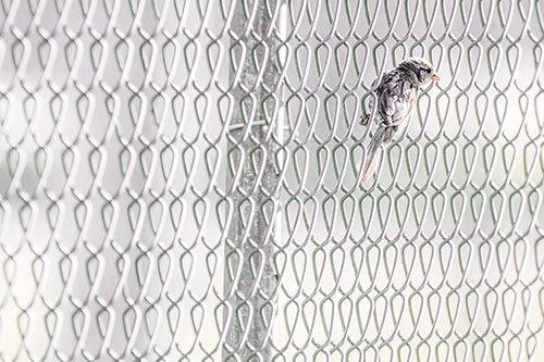 Tiny Cassins Finch Bird Clasping Chain Link Fence (Orange Tint Photo)
