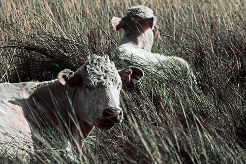 Tired Cows Lying Down Among Grass (Orange Tint Photo)
