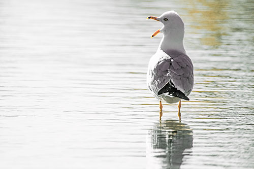 Tired Seagull Yawning Among Shallow Water (Orange Tint)