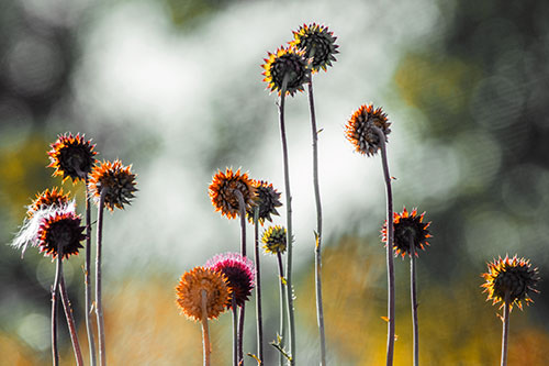 Towering Nodding Thistle Flowers From Behind (Orange Tint Photo)