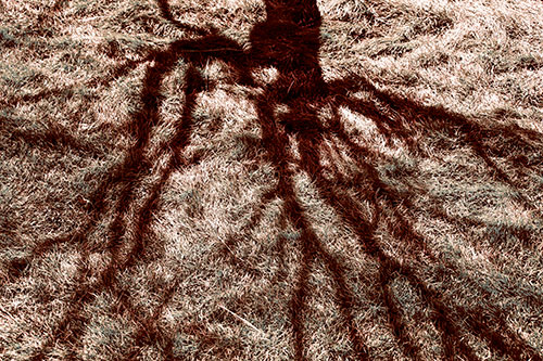 Tree Branch Shadows Creepy Crawling Over Dead Grass (Orange Tint Photo)