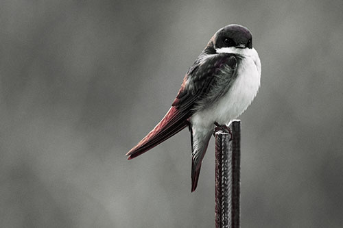 Tree Swallow Keeping Watch (Orange Tint Photo)