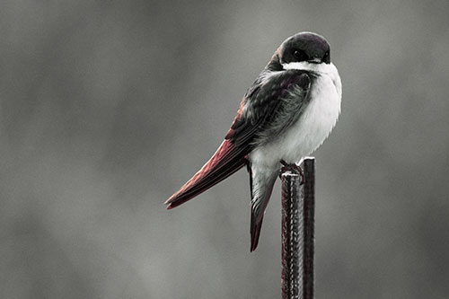 Tree Swallow Keeping Watch (Orange Tint)