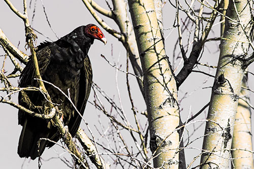 Turkey Vulture Perched Atop Tattered Tree Branch (Orange Tint Photo)