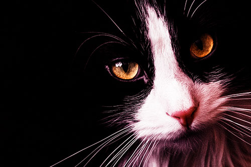 Tuxedo Cat Stares Among Darkness (Orange Tint)