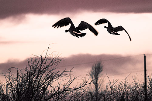 Two Canadian Geese Flying Over Trees (Orange Tint Photo)